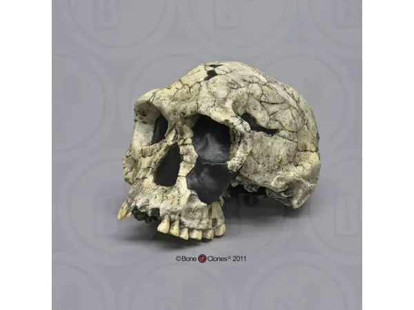 Schedelmodel Homo Habilis