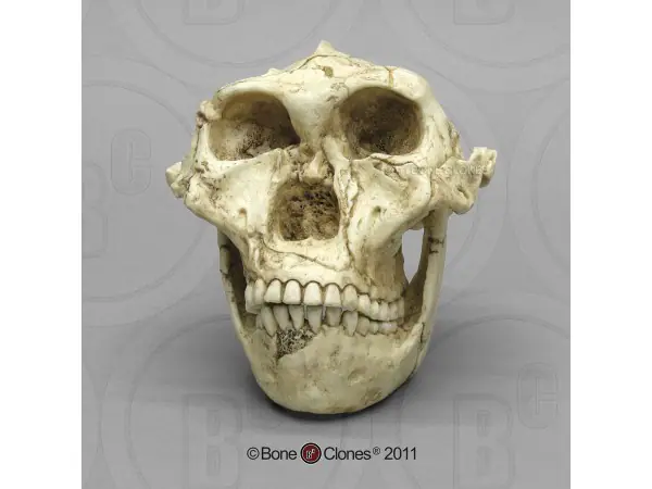 Schedelmodel Australopithecus robustus