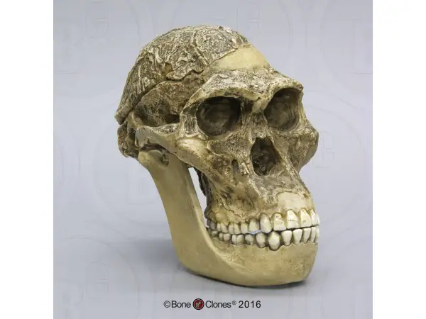 Schedelmodel Australopithecus africanus