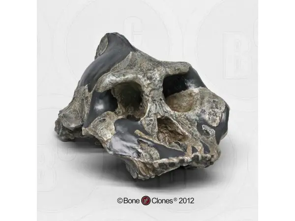 Schedelmodel Australopithecus aethiopicus