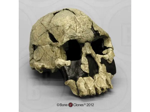 Schedelmodel Homo rudolfensis