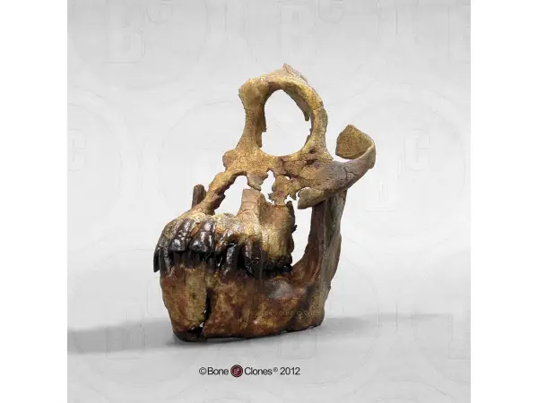 Schedelmodel Sivapithecus indicus