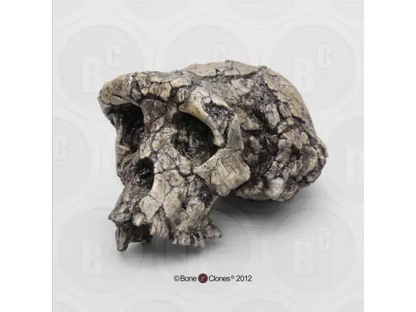 Schedelmodel Sahelanthropus tchadensis