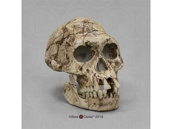 Schedelmodel Homo erectus
