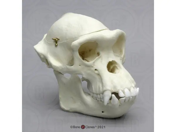 Schedelmodel Chimpansee met los schedeldak