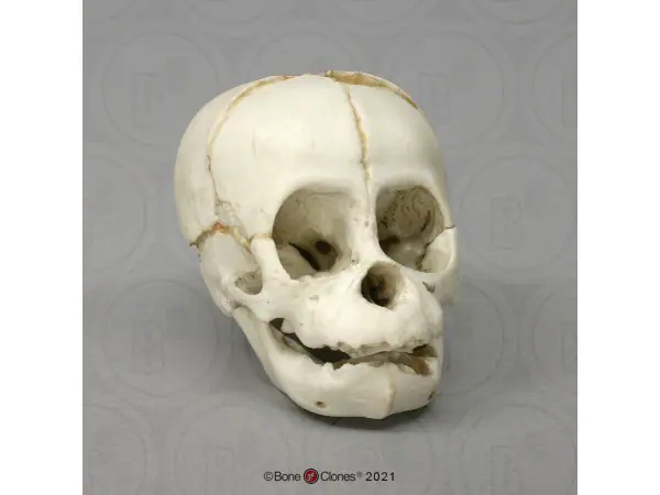 Schedelmodel Foetus Orang-oetan