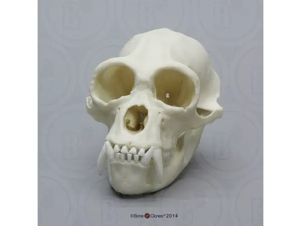 Schedelmodel Siamang