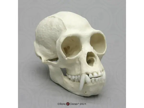Schedelmodel Withandgibbon