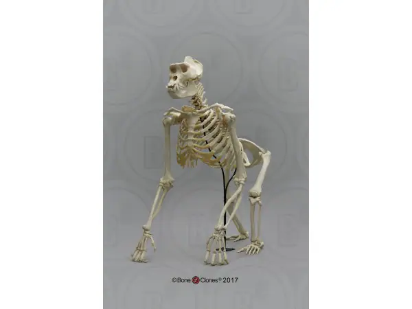 Gorilla Skelet