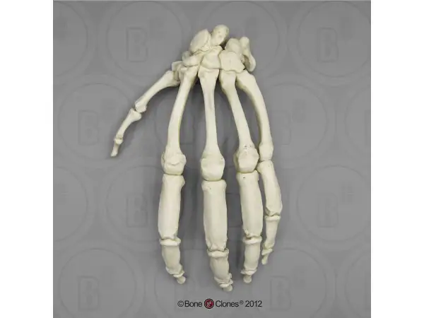 Skeletmodel Hand Gorilla
