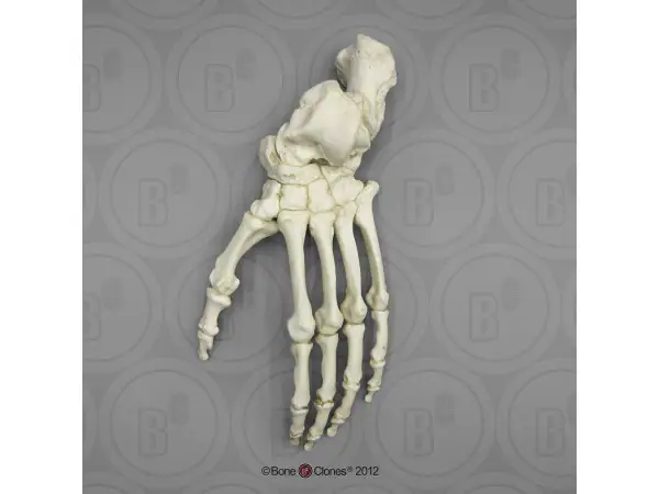 Skeletmodel Voet Gorilla