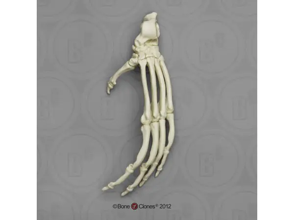 Skeletmodel Voet Orang-Oetan