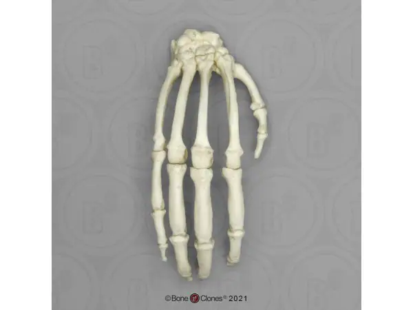 Skeletmodel Hand Chimpansee