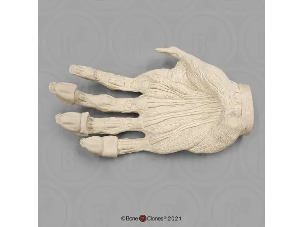 Spiermodel Hand Gorilla
