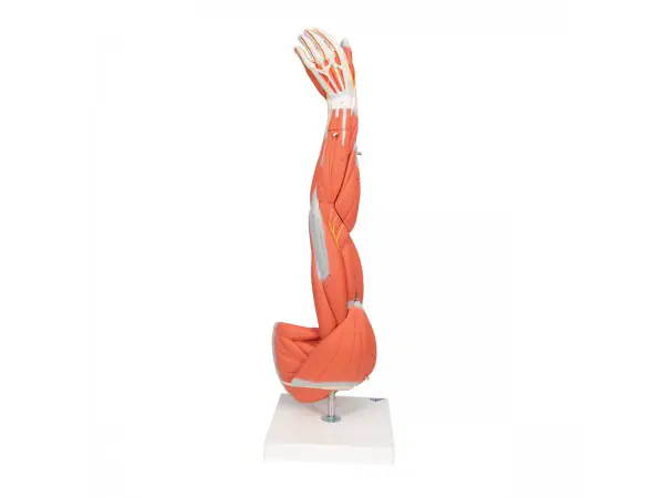 Arm, spiermodel, 6-delig
