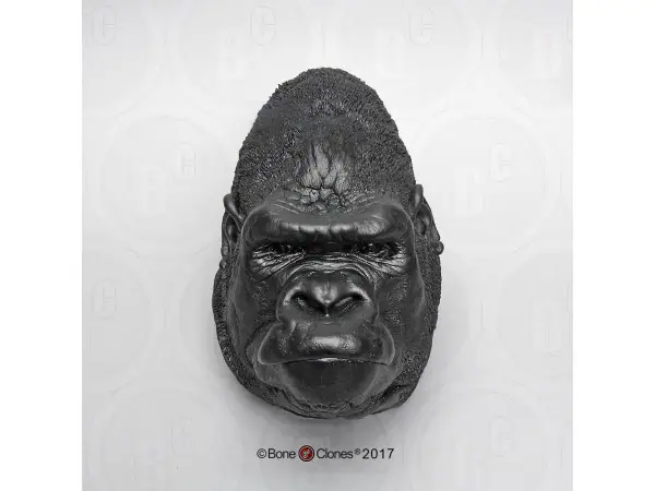 Hoofd Gorilla Model, mannelijk