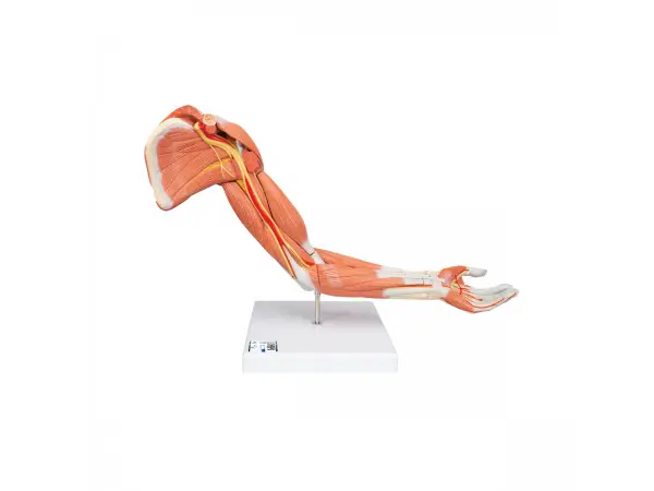Arm, spiermodel, 6 delig
