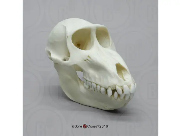 Mandril Schedelmodel, vrouwelijk