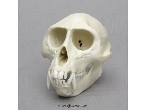 Vervet Schedelmodel