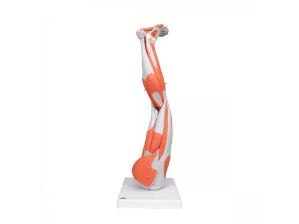 Anatomisch model van de beenspieren, 9-delig.