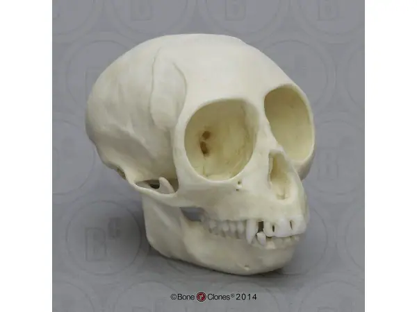 Dwergmeerkat Schedelmodel