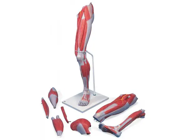 Anatomie model van de beenspieren, 7-delig