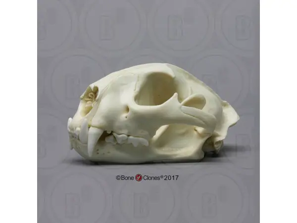 Poema Schedelmodel
