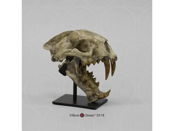 Dinictis Schedelmodel