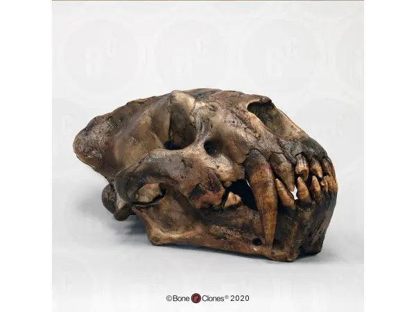 Xenosmilus Schedelmodel