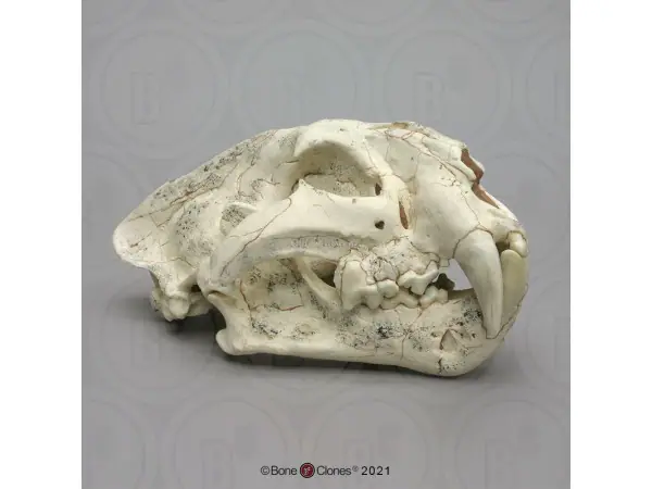 Prehistorische Tijger Schedelmodel