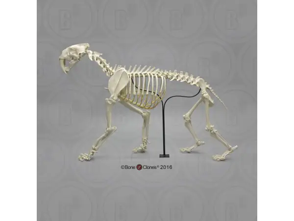 Sabeltandtijger Skelet
