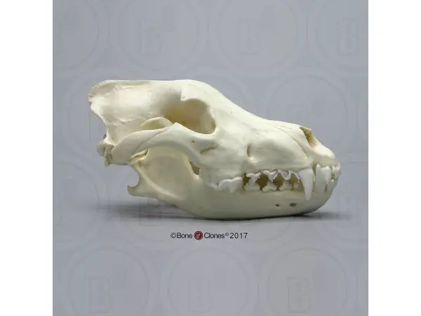 Grijze Wolf Schedelmodel