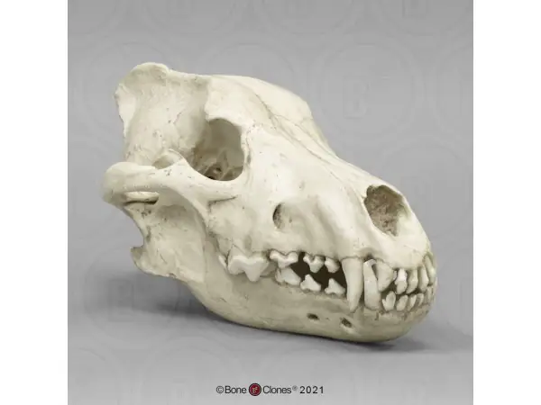 Reuzenwolf Schedelmodel