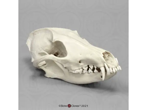 Manenwolf Schedelmodel