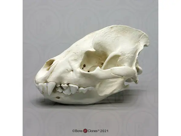 Hyena Schedelmodel