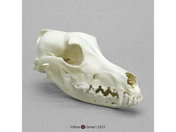 Saloeki Schedelmodel