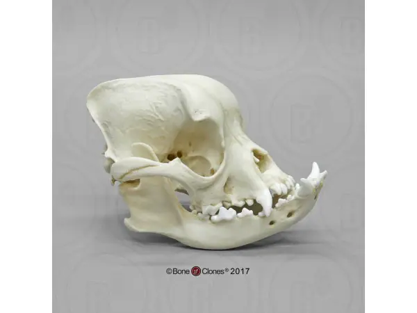 Engelse Buldog Schedelmodel