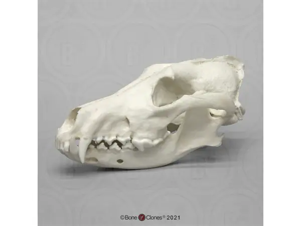 Rode Wolf Schedelmodel