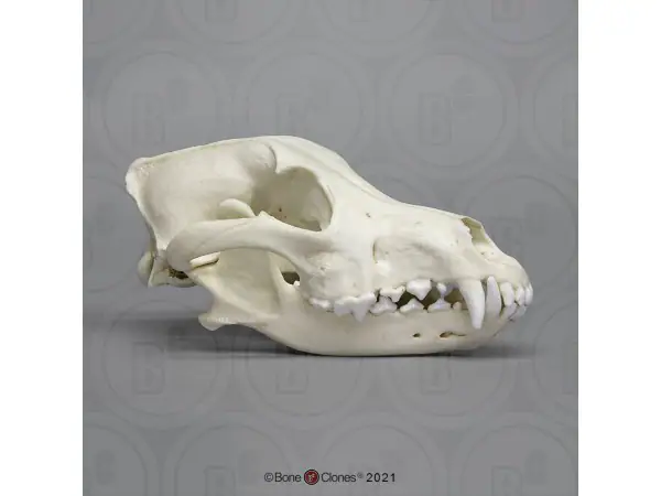 Mexicaanse Wolf Schedelmodel