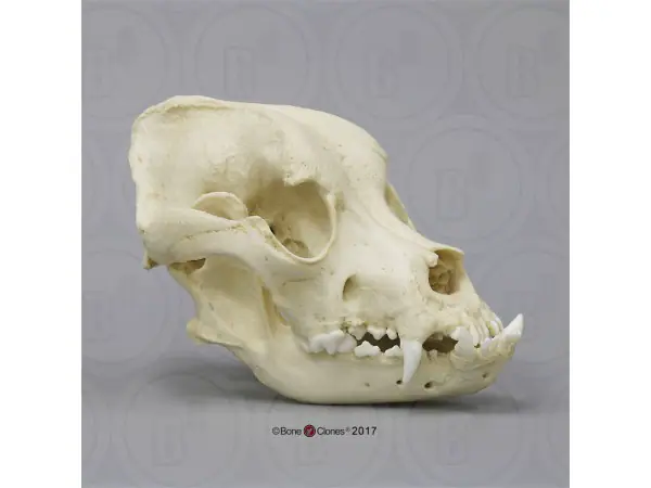 Bullmastiff Schedelmodel