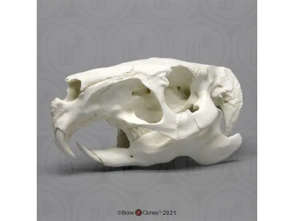 Capibara Schedelmodel