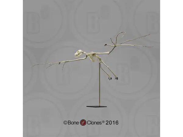 Vliegende Vos Skelet