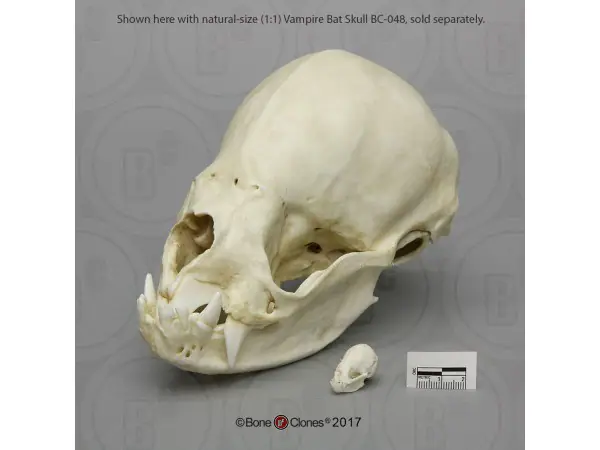 Vampiervleermuis Schedelmodel
