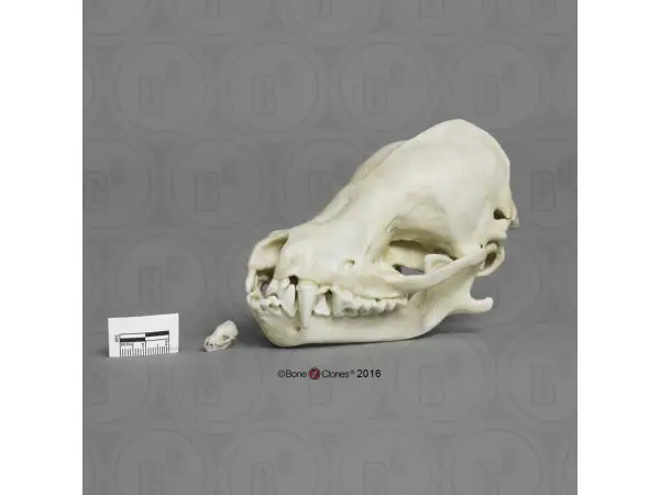 Myotis Velifer Schedelmodel