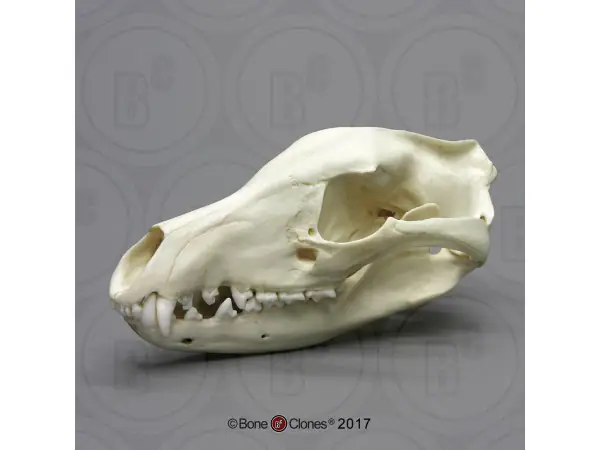 Buidelwolf Schedelmodel