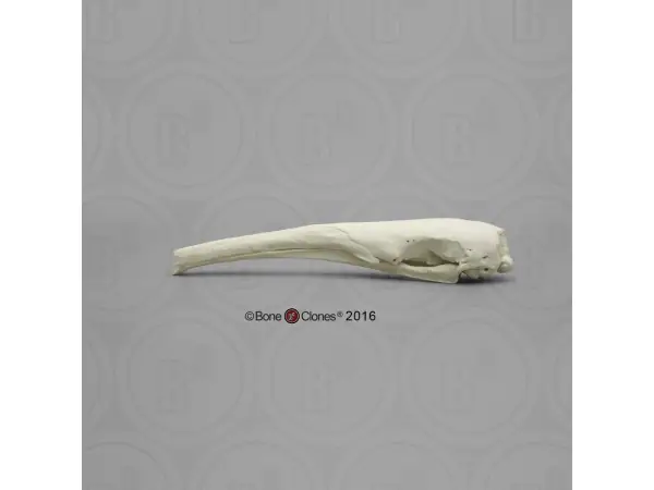 Reuzenmiereneter Schedelmodel