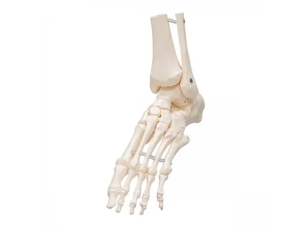 Voetskelet met Enkel, Flexibel