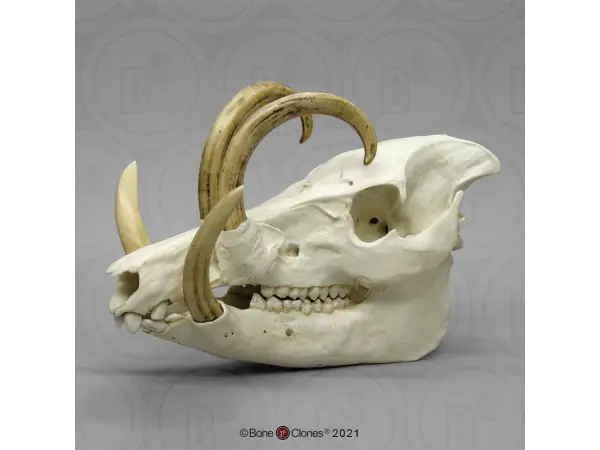 Babiroesa Schedelmodel