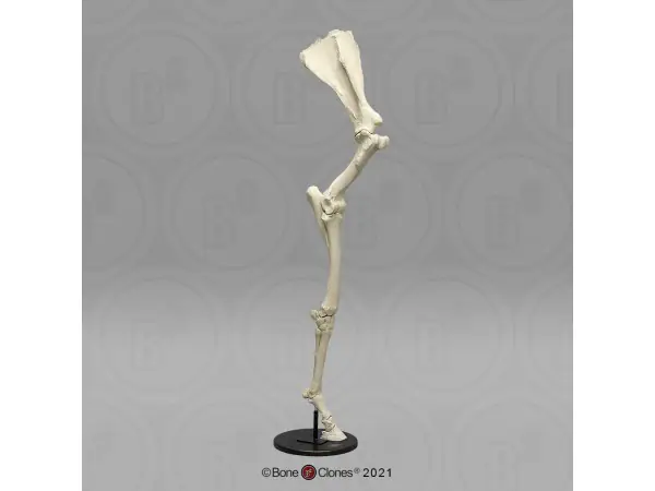 Paardenbeen Skelet