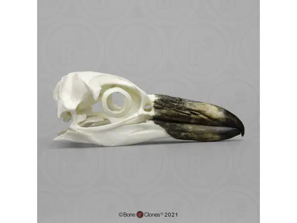Magelhaenpinguin Schedelmodel